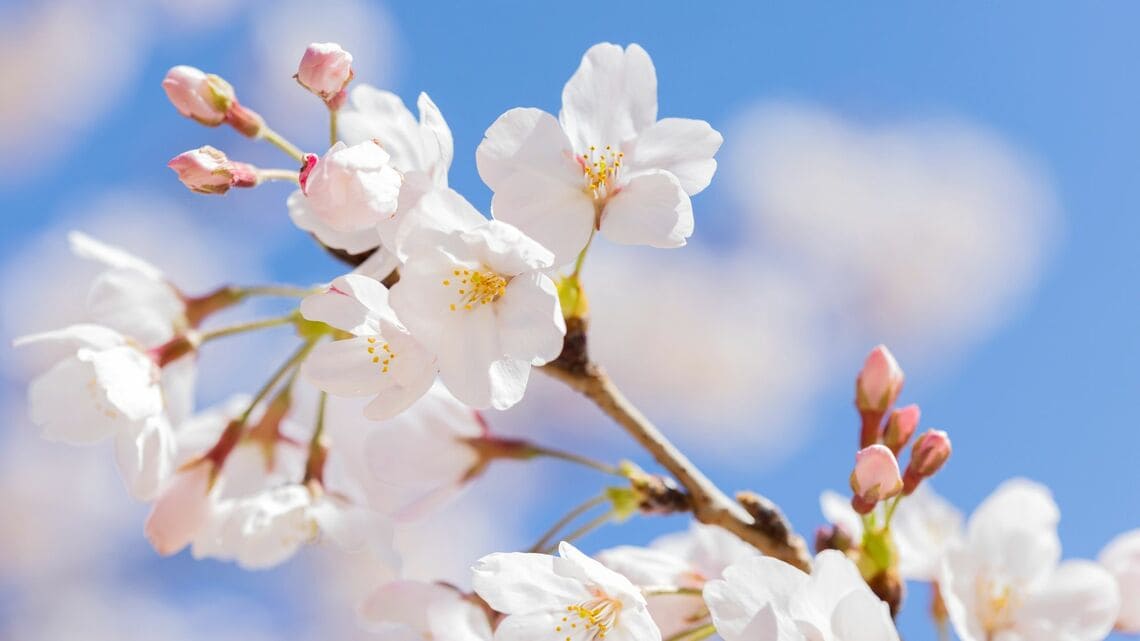 今年の桜の開花情報をお知らせします（写真：Mills／PIXTA）