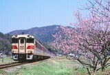 桃の花が咲く宮津線内を走る「あさしお」（撮影：南正時）
