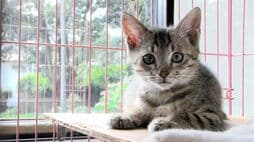 "子犬安く譲ります"は違法　｢知らなかった｣ではすまないペット譲渡の法的落とし穴〈逮捕例や100万円以下の罰金も〉