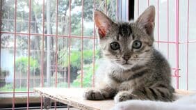 "子犬安く譲ります"は違法　｢知らなかった｣ではすまないペット譲渡の法的落とし穴〈逮捕例や100万円以下の罰金も〉