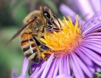 ミツバチが謎の減少で農家悲鳴、ぬぐえぬハチの需給悪化懸念