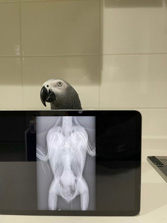 レントゲン検査