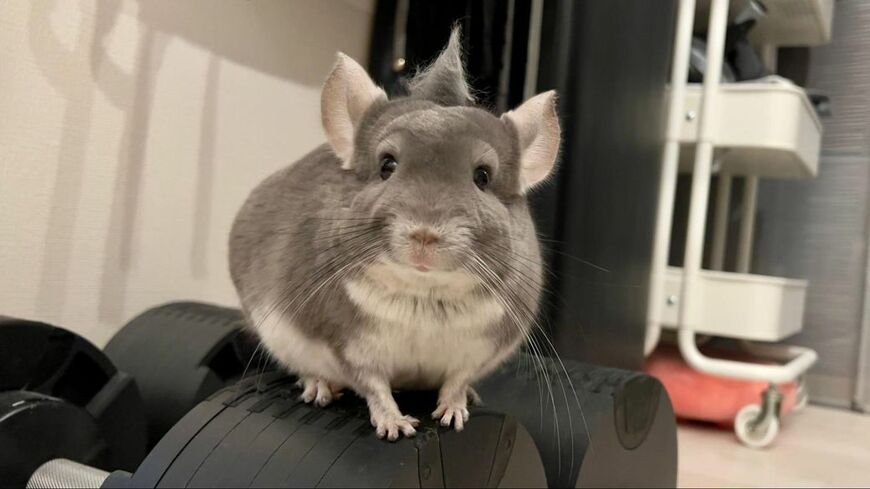 チンチラの毛はふわふわしていてよく抜ける。自分の抜け毛で角が生えたぺぺくん（写真：一真さん提供）