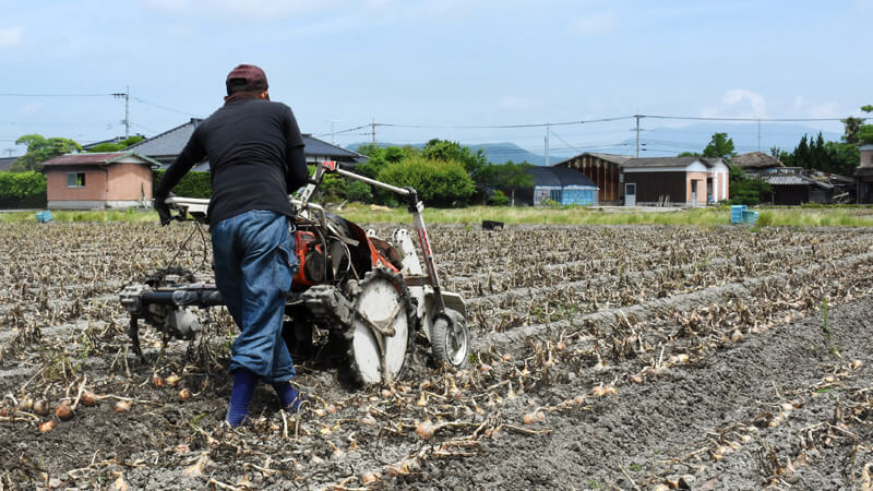 タマネギ危機！収穫量を半減させた病の正体 ｢産地の存亡にかかわる｣一