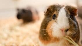 ｢単なるけがと思っていた｣モルモットの死　｢本当の死因を知りたい｣と願った飼い主に告げられた"意外な真実"