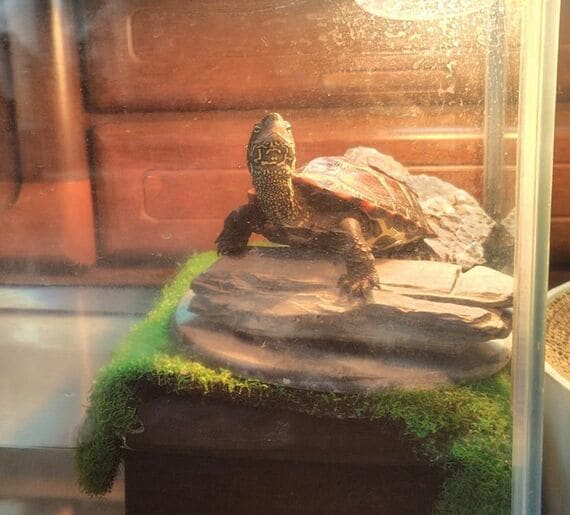 水槽の中の軍曹くん