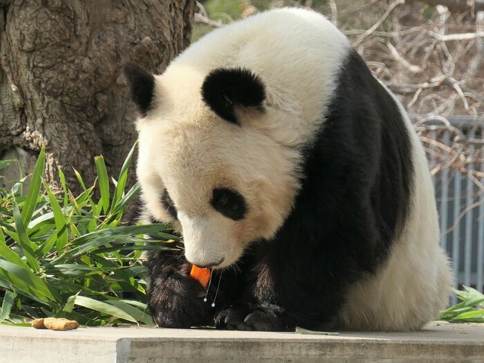ニンジンとペレットを味わうタンタン