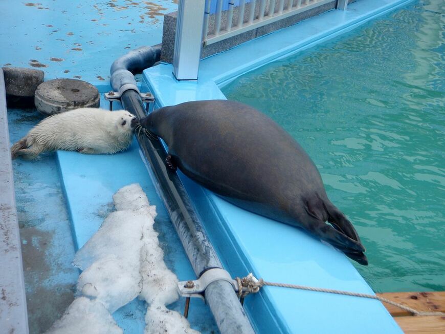 アザラシの親子