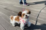 日本聴導犬協会の候補犬かなちゃん（4カ月）。はじめてのおさんぽでルンルンです（筆者撮影）