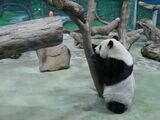 円仔は台湾で初めて生まれたパンダ。日本でも人気がある。2022年11月24日（筆者撮影）