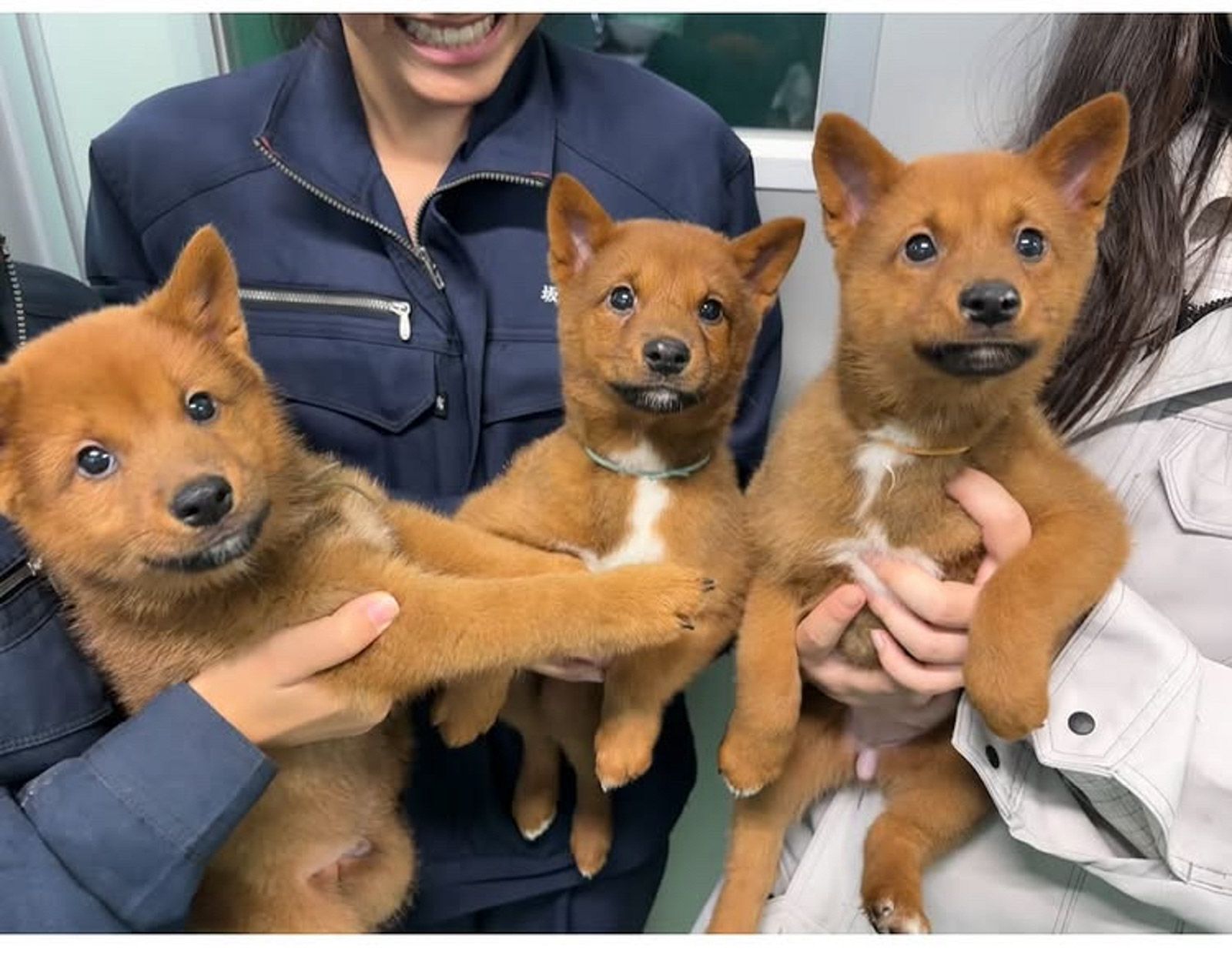 画像 | 死産した我が子を食べる母犬の本能《日本にわずか300頭ほど