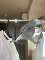 カマタさんの目が届く限り、日中はフリーで過ごすキクノスケくん（写真提供：カマタさん）