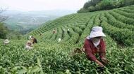 ｢茶摘み｣のため900km旅する中国の女性出稼ぎ労働者…発展から取り残された貧しい農村住民のリアル