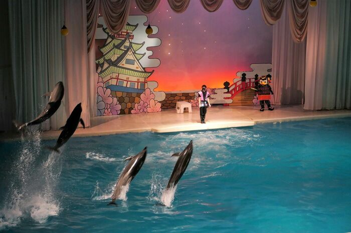 いるか・あしかパフォーマンス