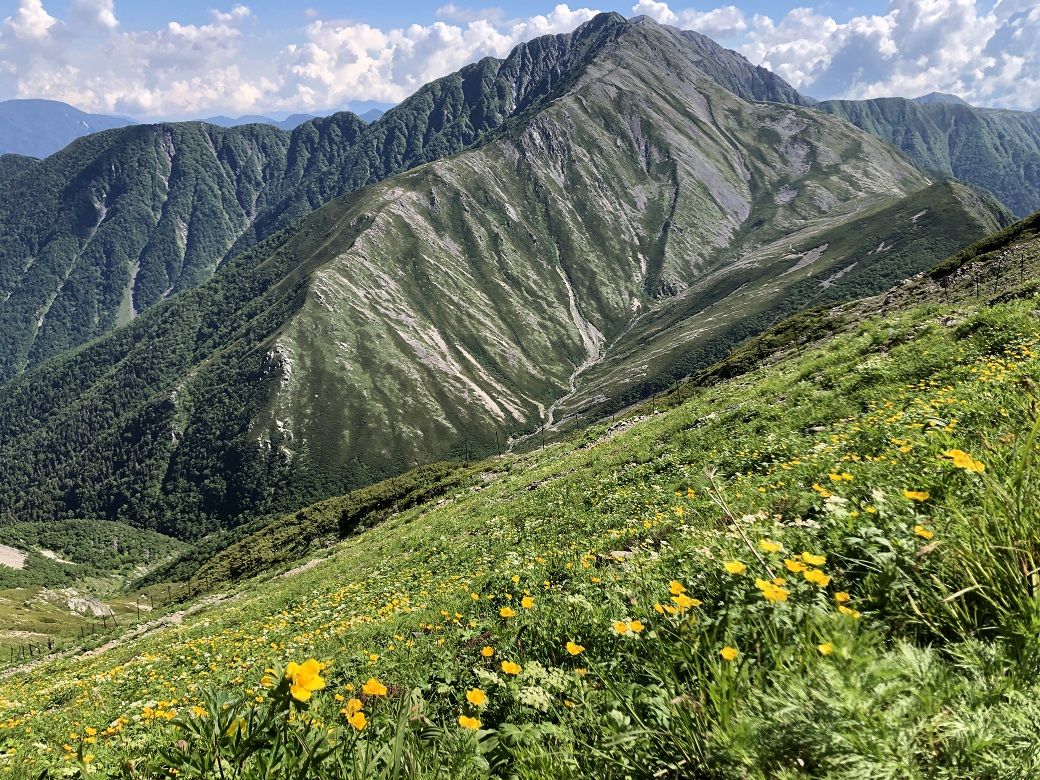 荒川中岳から赤石岳をのぞむ。手前に南アルプス最大級のお花畑（写真：山崎由晴氏提供）