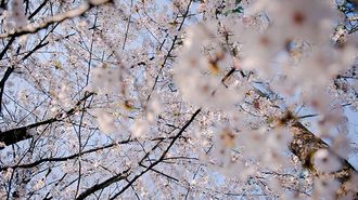 Cherry Blossoms in Tokyo