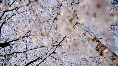 Cherry Blossoms in Tokyo