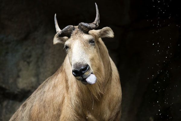 上野動物園 知られざる動物たちの お値段 公共 福祉サービス 東洋経済オンライン 経済ニュースの新基準