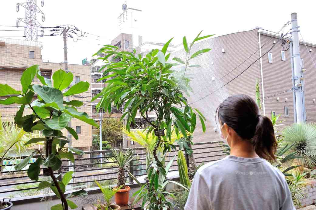 コロナで爆売れ中 観葉植物 を本気で選ぶコツ 街 住まい 東洋経済オンライン 社会をよくする経済ニュース