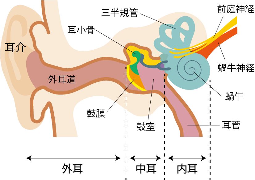 耳の構造