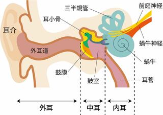 耳の構造