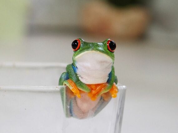 アカメアマガエルのルビー