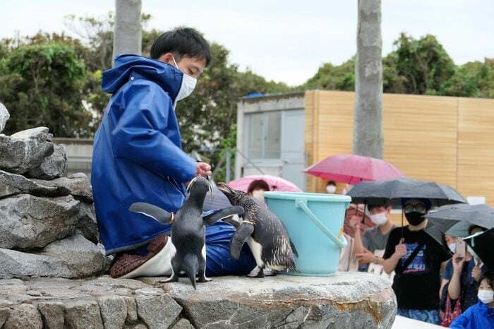 ペンギン島「ペンギンのお食事タイム」
