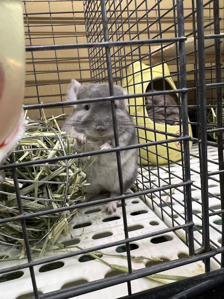 2件目のペットショップで、一匹だけ起きていてもりもりご飯を食べていたチンチラの赤ちゃんに惹かれ、一真さんはこの子に即決した（写真：一真さん提供）
