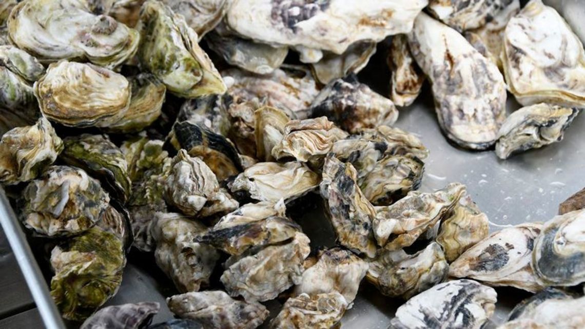 佐賀 有明海産の牡蠣が 世界一 と言える理由 食品 東洋経済オンライン 社会をよくする経済ニュース