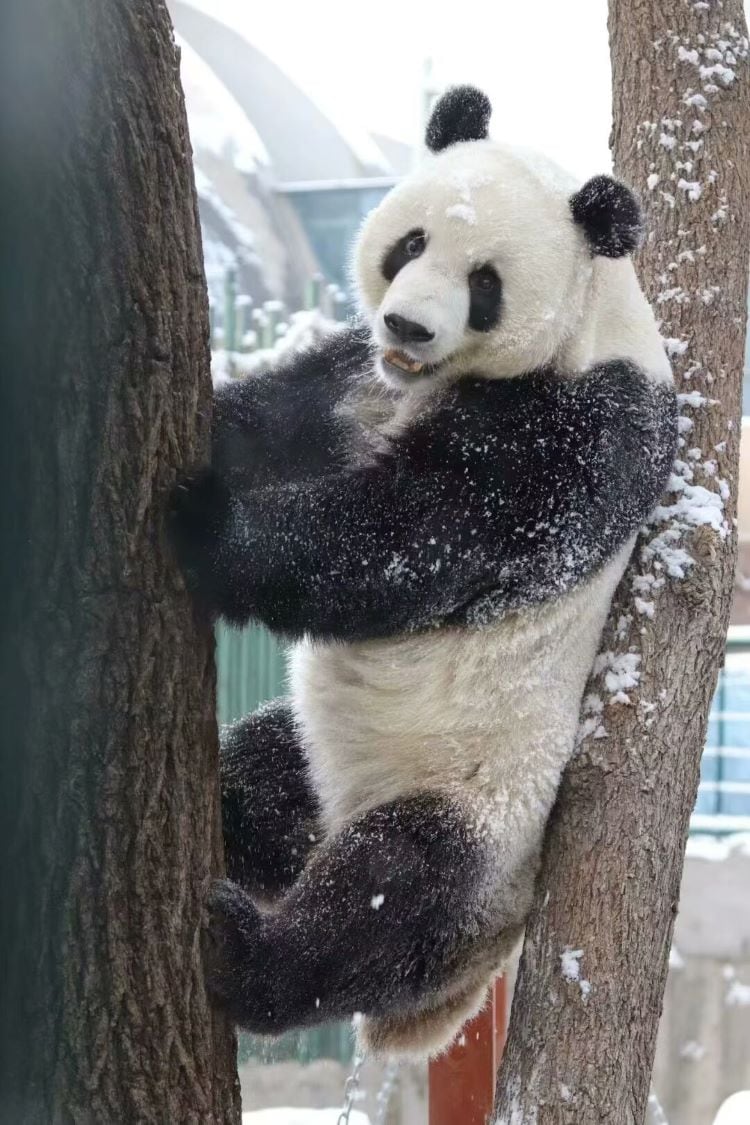 萌大