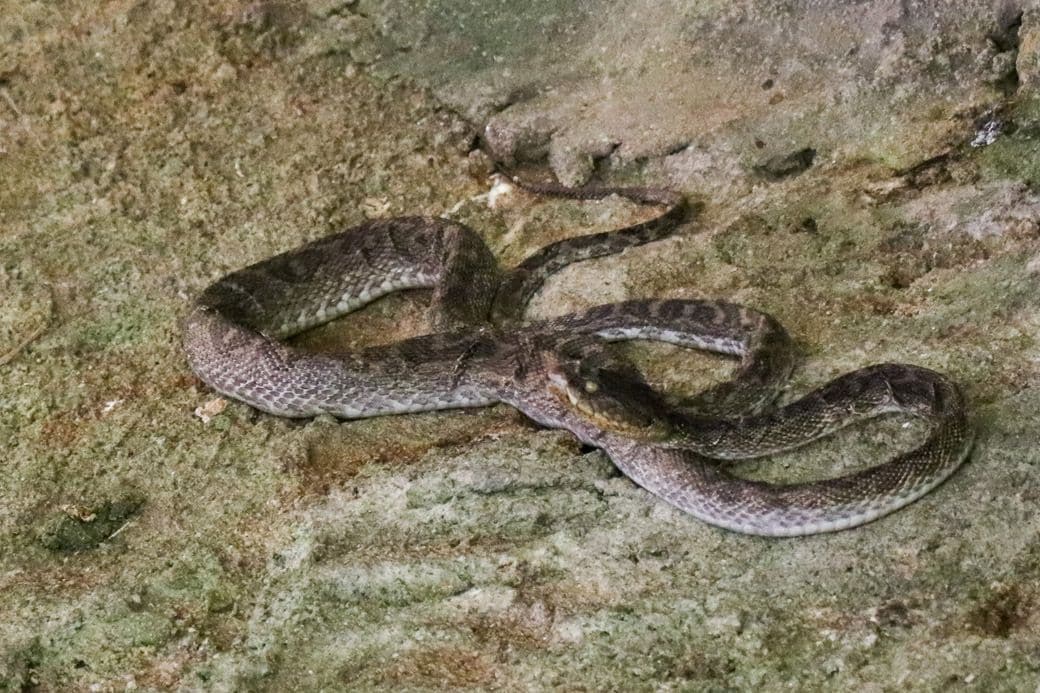 ハブ博物公園内の放し飼いコーナーのハブ