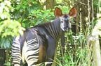 世界三大珍獣とも言われるオカピ