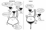 バゾプレッシンは体内の水分を脂肪として貯蔵させる（出所：『ウソみたいな人体の話を大学の先生に解説してもらいました。』）