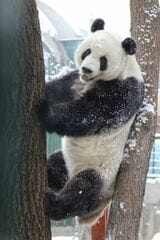 萌大