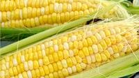 今が旬！トウモロコシと｢骨太｣の意外な関係
