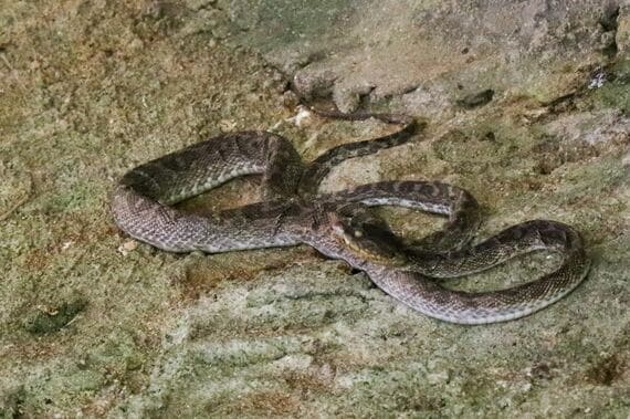 ハブ博物公園内の放し飼いコーナーのハブ