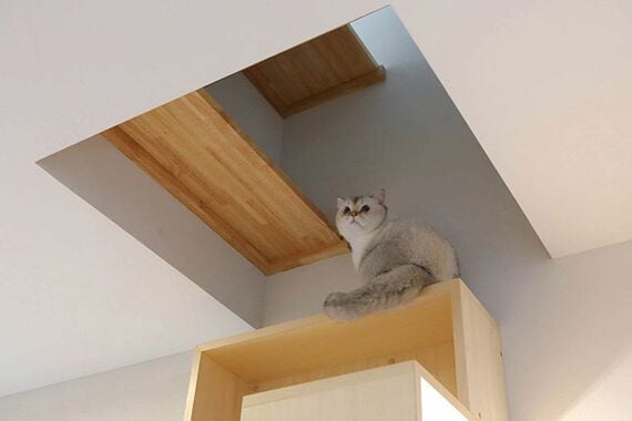 猫の運動能力を見てボックスを増やすことも可能