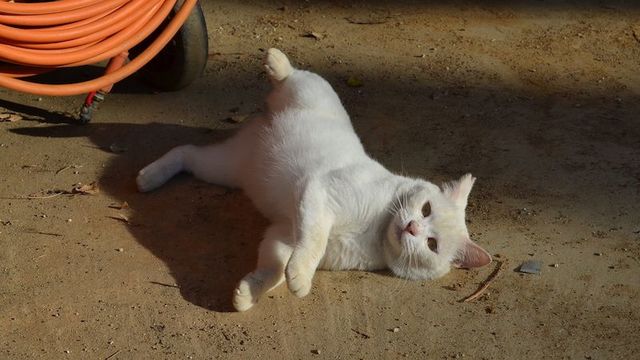 ペットの病気」は飼い主をここまで苦しめる 最新の週刊東洋経済