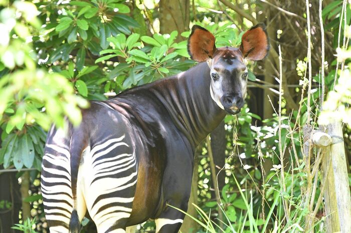 世界三大珍獣とも言われるオカピ