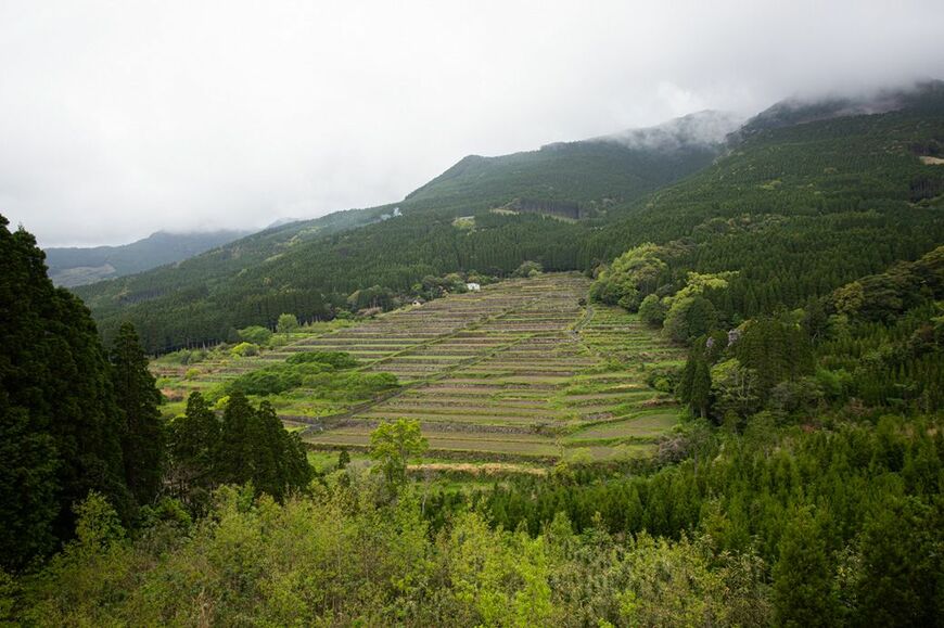 道の駅の近くにある坂元棚田。霧の中の棚田は幻想的な雰囲気。夏にはひまわり、秋には彼岸花を植えて田園風景を彩る（筆者撮影）