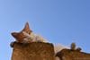 高い塀の上から、寝返りを打って、下へ落ちる猫もいる