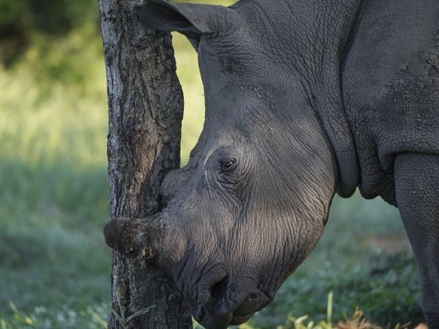 野生に帰されたシロサイの孤児・オリビア（写真：『私の職場はサバンナです！』より ©YukaonSafari）