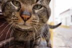 「見知らぬ顔だけど、一応」と、猫流あいさつをしてくれた