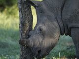 野生に帰されたシロサイの孤児・オリビア（写真：『私の職場はサバンナです！』より ©YukaonSafari）