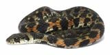 長崎県のヤマカガシの一例