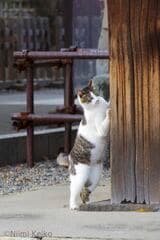 互いに毛づくろいする猫たちを柱の影からじっと見る（東京都豊島区にて／写真：新美敬子）