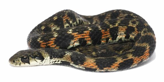 長崎県のヤマカガシの一例