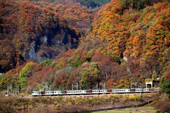 紅葉の上越線を行く
