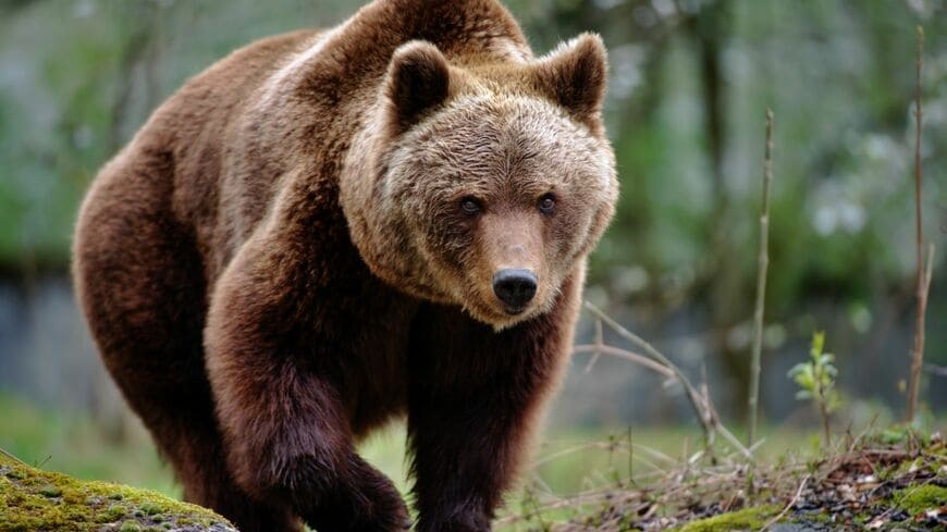 自治体の要請でヒグマを駆除したのに猟銃所持許可を取り消されたハンターが、地元公安委員会を訴えた裁判についてご紹介します（写真：Freder／iStock）この記事の画像を見る(◯枚)