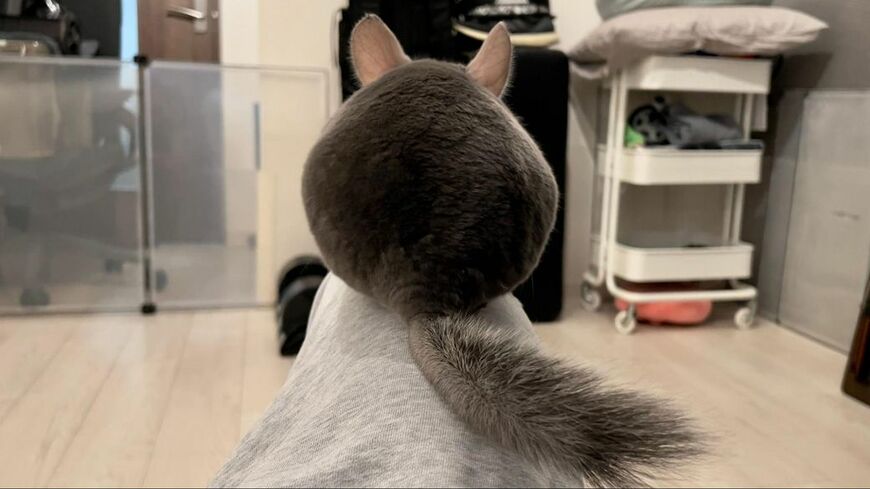 部屋んぽ中、一真さんの足に乗るぺぺくん。思わず触りたくなるふわふわな背中だ（写真：一真さん提供）